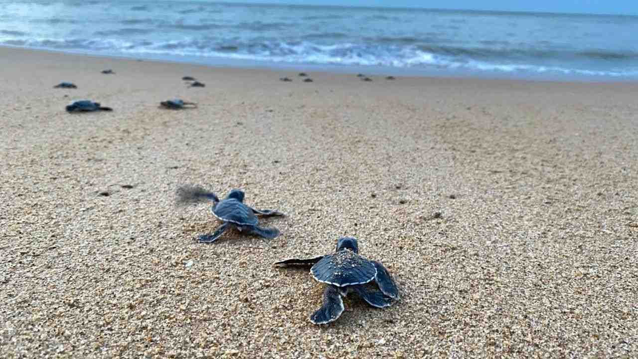 Bulan Pelepasan Tukik Terbanyak: 20.000 Tukik Dilepasliarkan di Paloh