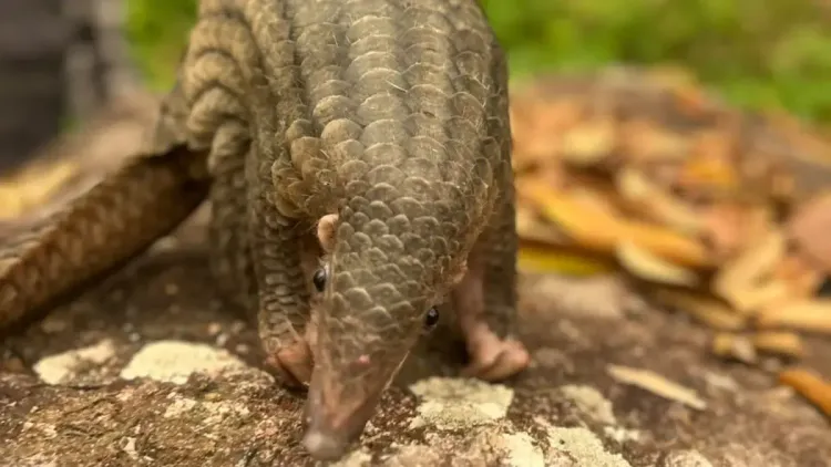 Trenggiling Masuk Permukiman Warga di Kayong Utara, Diduga Terdampak Gangguan Habitat akibat Karhutla