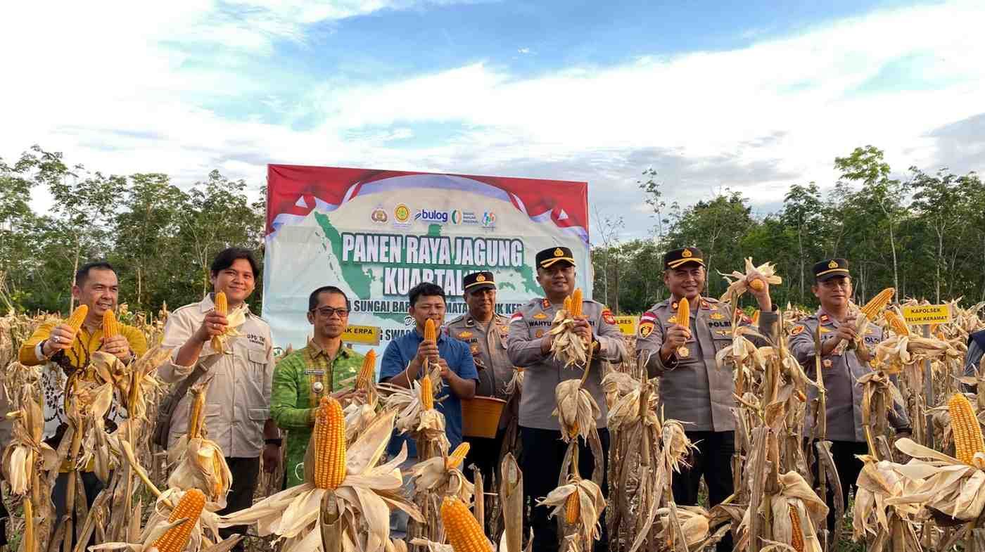 Panen Raya Jagung 5 Hektare di Teluk Keramat: Sinergi Polri dan Petani Perkuat Cadangan Pangan Nasional