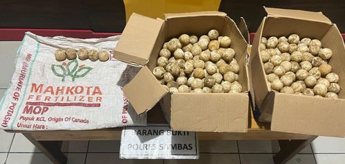 Polres Sambas Amankan 2 Pria yang Curi Telur Penyu di Kawasan Konservasi Paloh