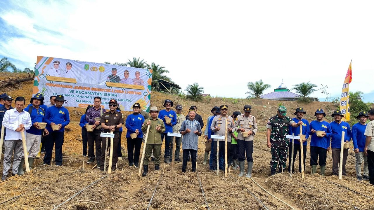 Tanam Jagung Serentak, Camat Subah: Bukti Ketahanan Pangan Masyarakat Mandiri