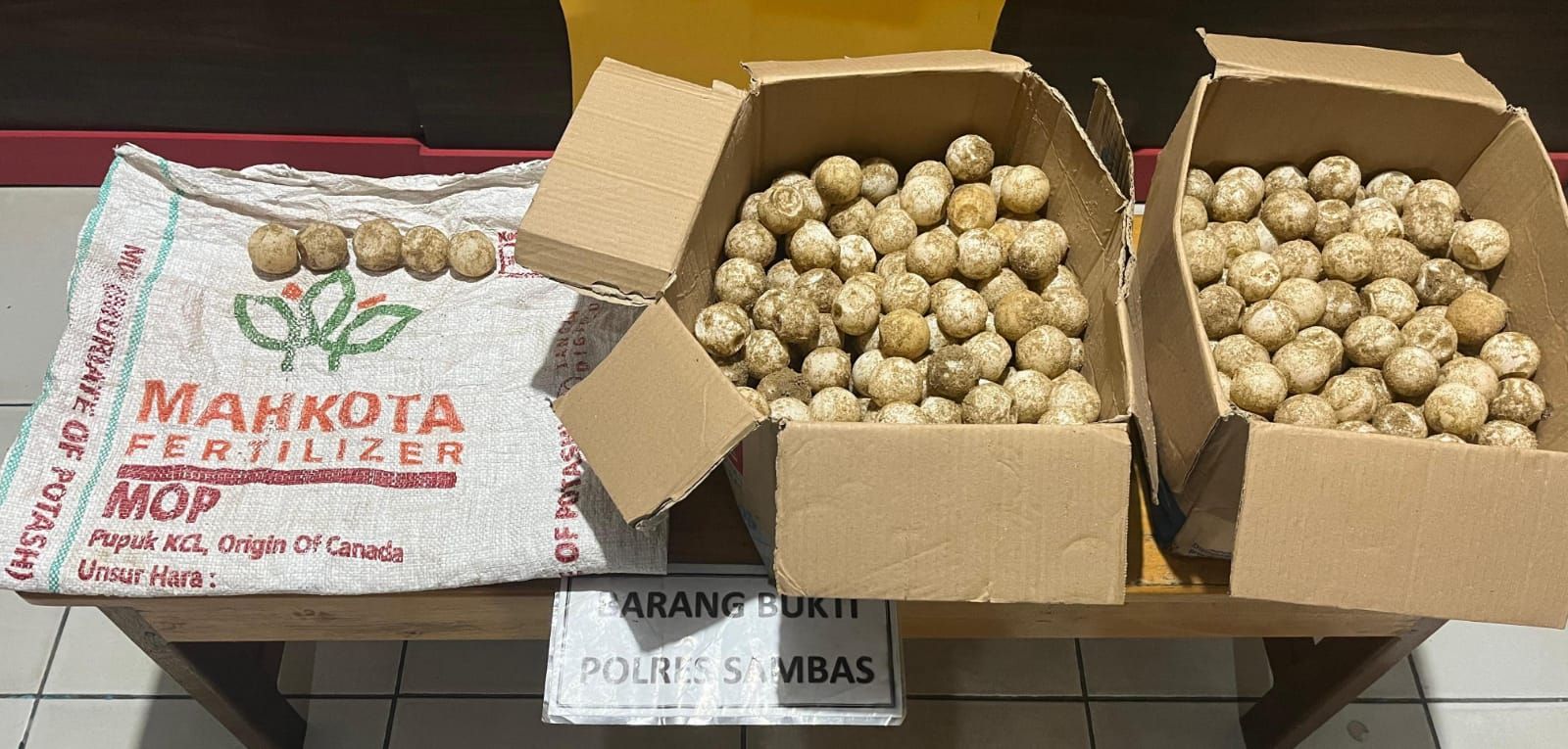 Polres Sambas Amankan 2 Pria yang Curi Telur Penyu di Kawasan Konservasi Paloh